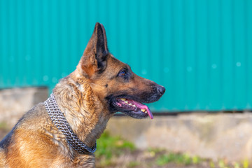 German Shepherd dog closeup, portrait of dog in profile_