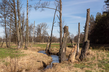 Wiosna na Podlasiu. Dolina Górnej Narwi. Piękne Podlasie, Polska © podlaski49