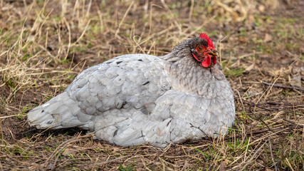 Gray chicken sits on dry grass on a farm_