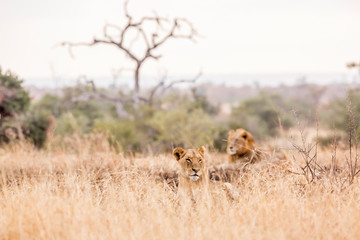 Naklejka na ściany i meble African lion in Kruger National park, South Africa