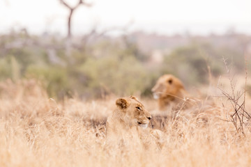 African lion in Kruger National park, South Africa