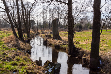 Wiosna na Podlasiu. Dolina Górnej Narwi. Piękne Podlasie, Polska © podlaski49