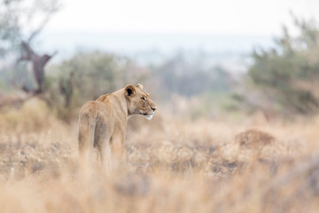 African lion in Kruger National park, South Africa