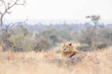 African lion in Kruger National park, South Africa