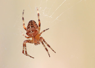Close up macro picture of a cute tiny spider hanging from its web isolated from the background. Beautiful yellow and orange garden spider with a pattern on its back. Lugo, Spain. 