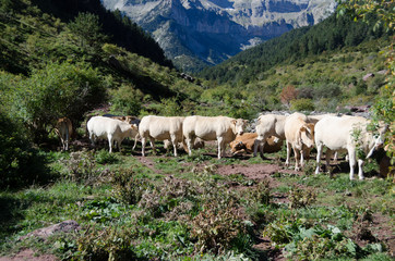 Obraz na płótnie Canvas Cow grazing close to Jaca, Huesca, North Aragon, Spain. Mountainous meadow. Looking at camera