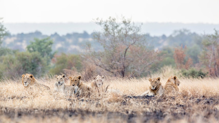 African lion in Kruger National park, South Africa
