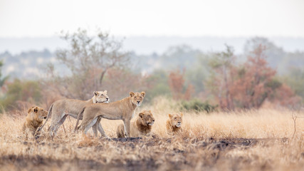 African lion in Kruger National park, South Africa - obrazy, fototapety, plakaty
