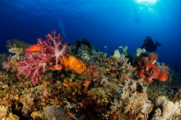 Fototapeta na wymiar Diver over Colorful Coral Reef in Misool, Raja Ampat. West Papua, Indonesia