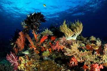 Naklejka na ściany i meble Colorful Coral Reef in Misool, Raja Ampat. West Papua, Indonesia