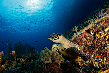 Naklejka na ściany i meble Hawksbill Turtle (Eretmochelys imbricata) on Coral Reef. Misool, Raja Ampat, Indonesia