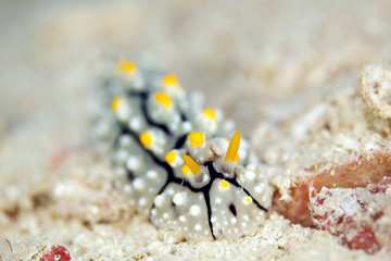 Phyllidia elegans Nudibranch. Mommon, West Papua, Indonesia