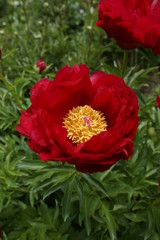 Red peony with yellow pollen