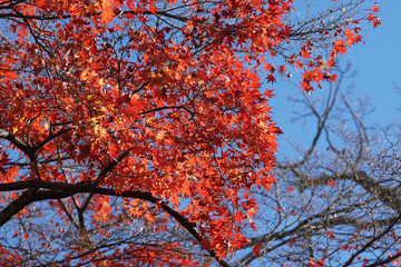 青空と赤く色づいた日本楓