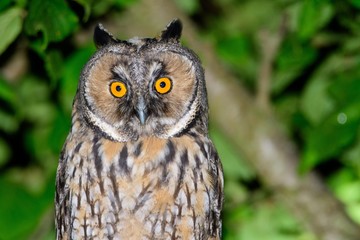 A long eared owl (Asio otus)
