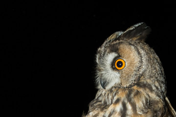 A long eared owl (Asio otus)