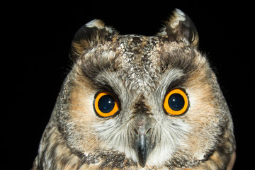 A long eared owl (Asio otus)