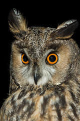 A long eared owl (Asio otus)