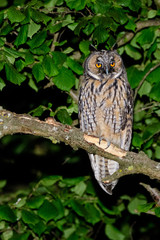 A long eared owl (Asio otus)