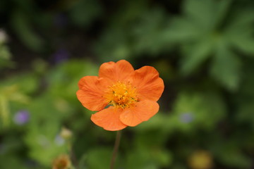 Orange flower close up, green background