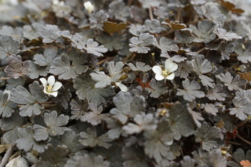 Dark green, black leaves on the ground with white flowers