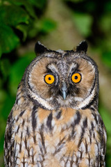 A long eared owl (Asio otus)