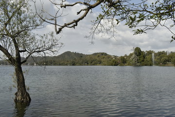 Obraz premium tree on lake