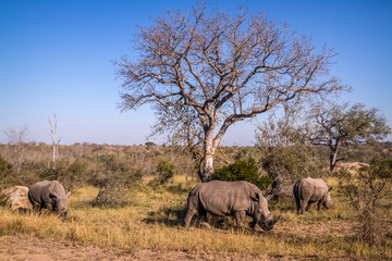 Southern white rhinoceros in Kruger National park, South Africa