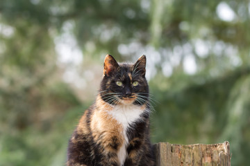 Portrait einer farbigen Katze