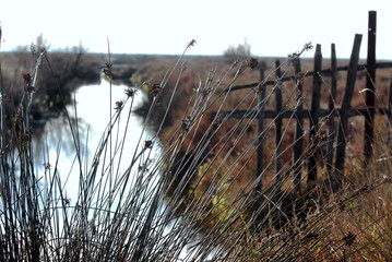  ETANG DE L OR &agrave; Mauguio
