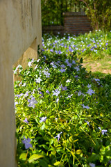 Spring flowers in the wall opening