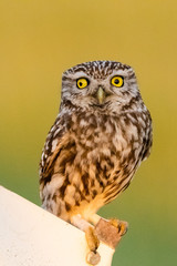A little owl (Athene noctua) in it's enviornment