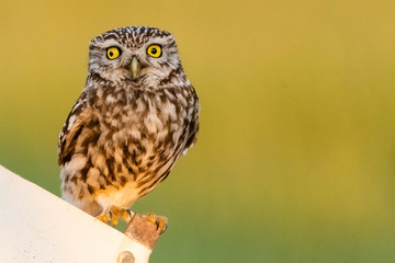 A little owl (Athene noctua) in it's enviornment