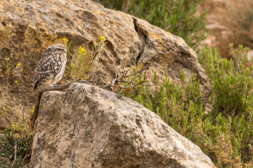 A little owl (Athene noctua) in it's enviornment