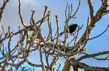 Blackbird on the tree