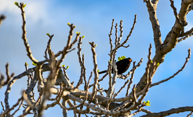 Blackbird on the tree