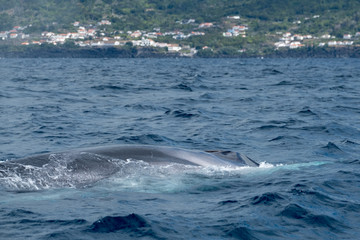 Surfacing fin whale off the Azorean coast of Pico Island 