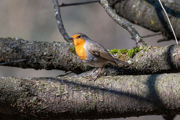 European Robin (Erithacus rubecula) in its natural environment