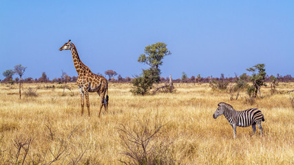 Giraffe in Kruger National park, South Africa © PACO COMO