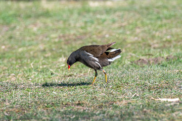 Eurasian common moorhen (Gallinula chloropus) also known as marsh hen