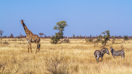 Giraffe in Kruger National park, South Africa