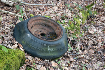 Ancient vehicle tyre on forest floor