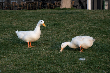 two geese on the grass, Iznik, Turkey