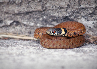 Young grass snake (Natrix natrix) with beautiful red and yellow colors found next to the river. This small water snake eats mostly anphibians. Asturias, Spain. 