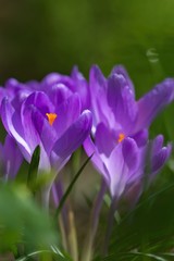 Eine Gruppe lila Krokusse im Frühling bei Sonnenschein im Garten, crocus