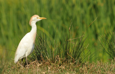 garcilla entre los arrozales