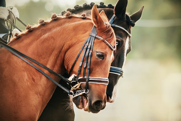 Obraz premium Two beautiful racehorses, looking like antipodes, ride together at sporting events on a bright day.