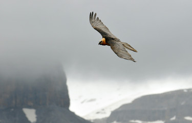 quebrantahuesos en el pirineo