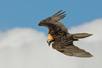 Vuelo de quebrantahuesos