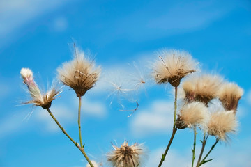Naklejka na ściany i meble Two round and fluffy thistle seeds stuck in between dried buds ready to fly against a sunny blue sky in summer.